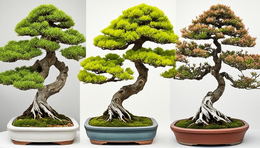 how long do bonsai trees live