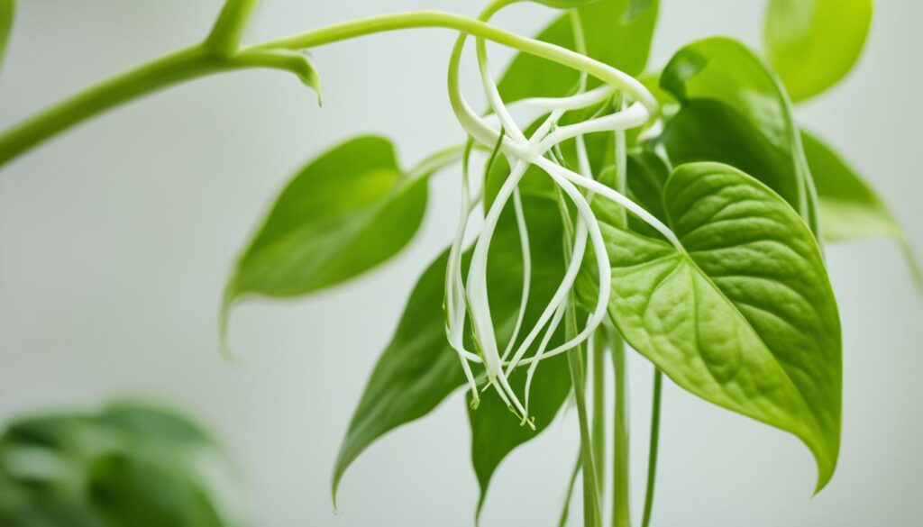 how to propagate pothos