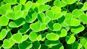 oxalis plant care