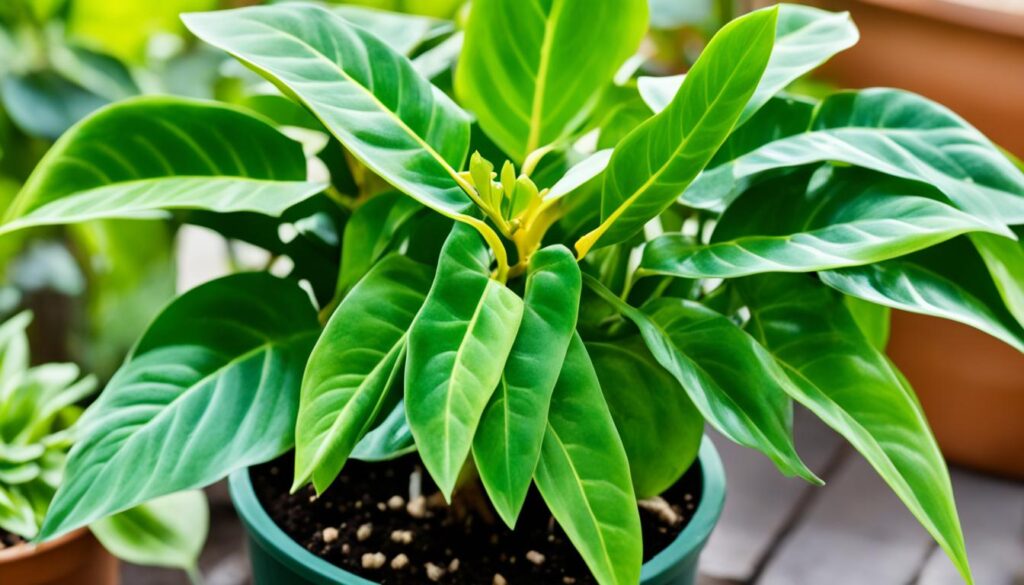 philodendron billietiae care guide