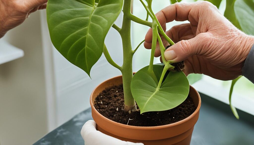 philodendron propagation