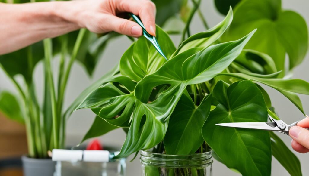 philodendron propagation