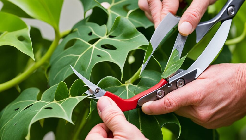 philodendron pruning