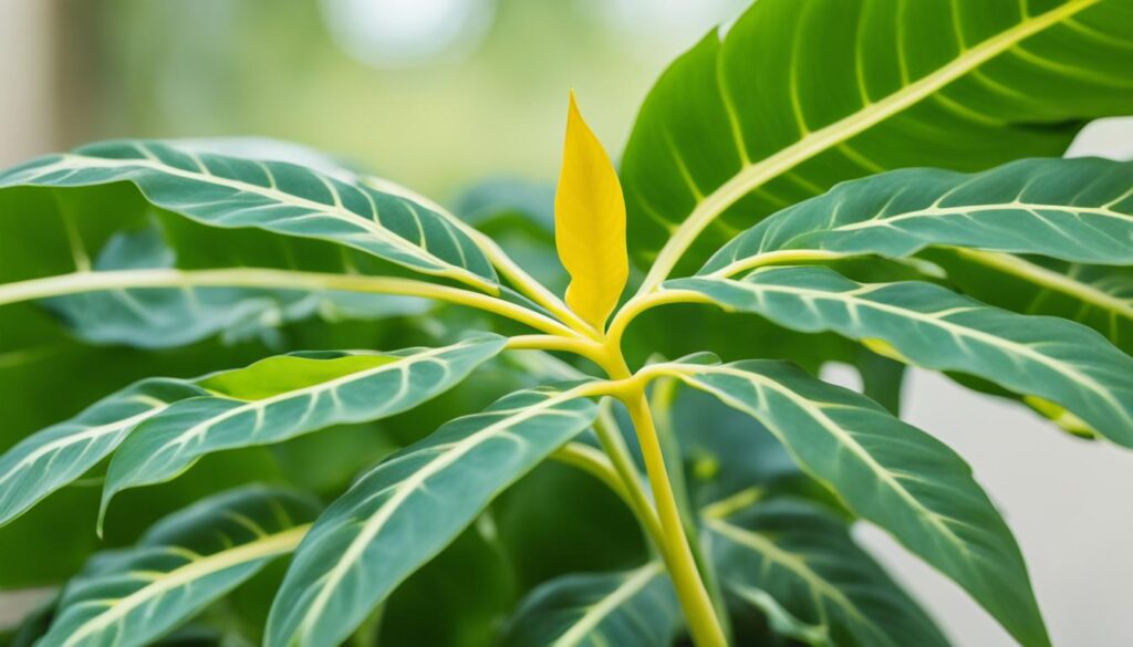 philodendron yellow leaves