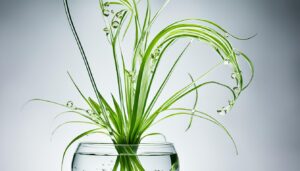 spider plant in water