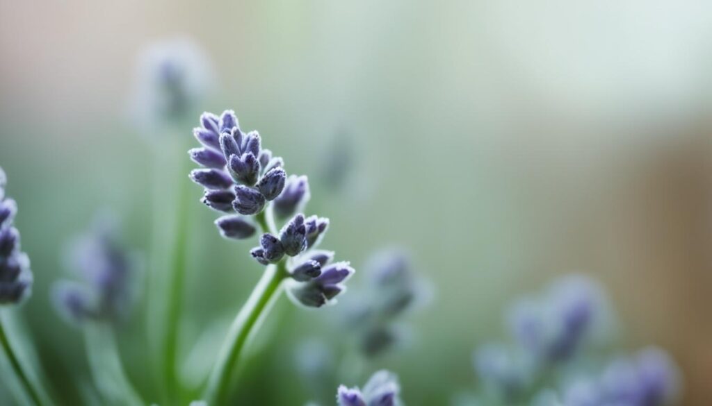 Lavender houseplant pests