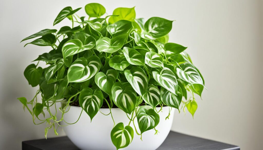 Pothos plant