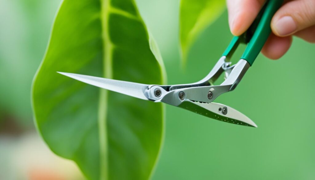 Pothos plant propagation