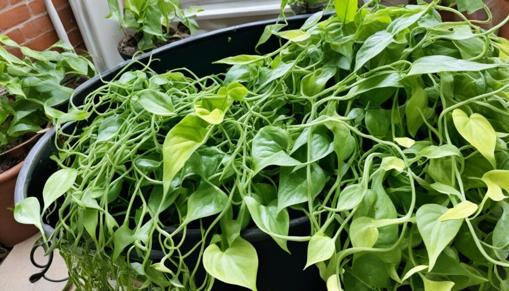 Pothos pruning mistakes