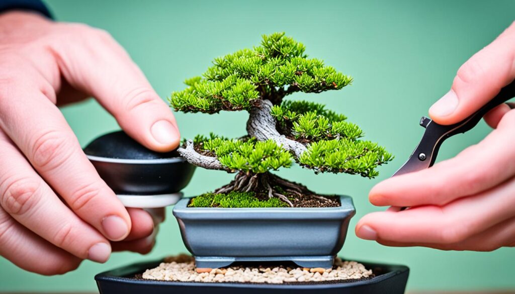 bonsai care