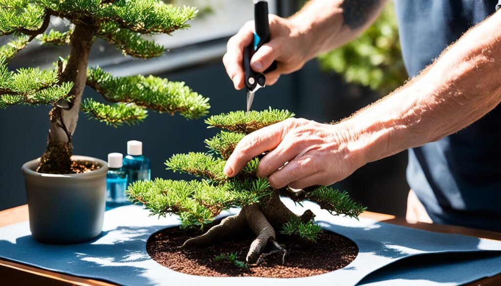 bonsai tree care