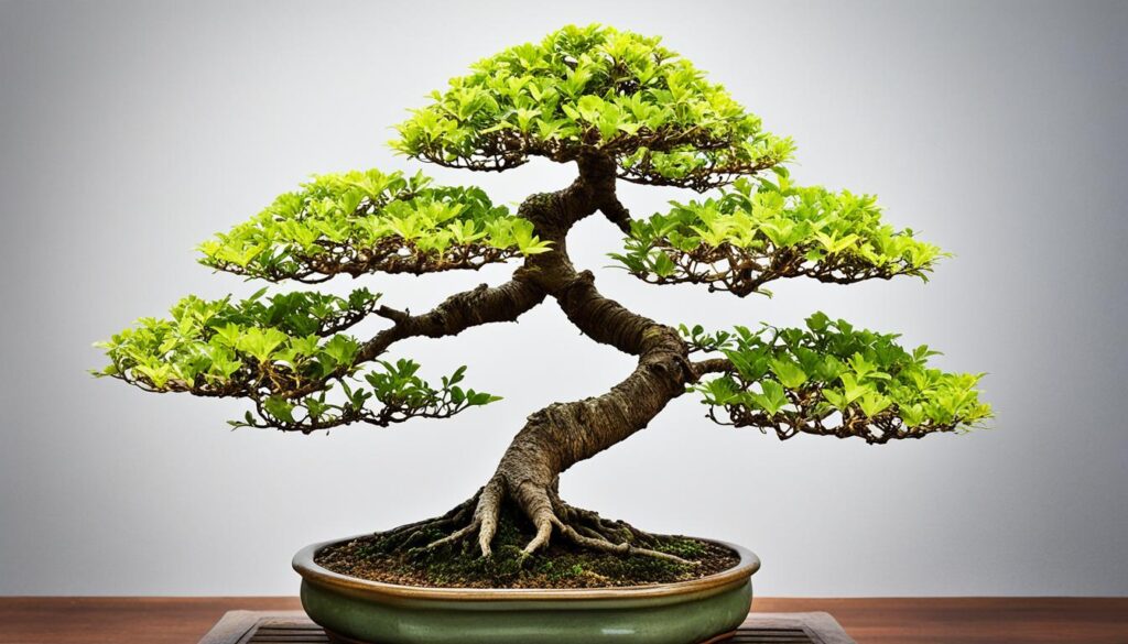 deciduous bonsai