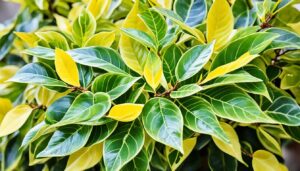 ficus altissima yellow gem