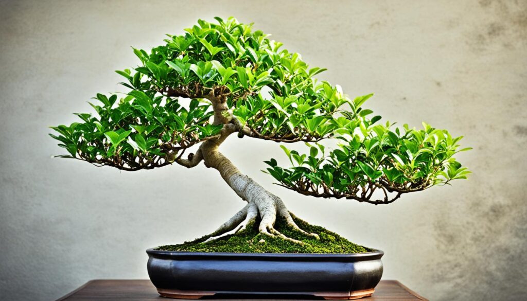 ficus bonsai