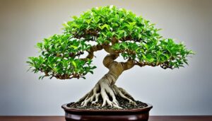 ficus bonsai care