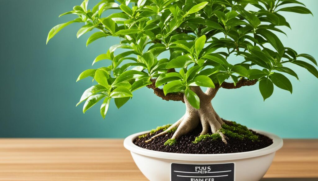 ficus bonsai fertilizer