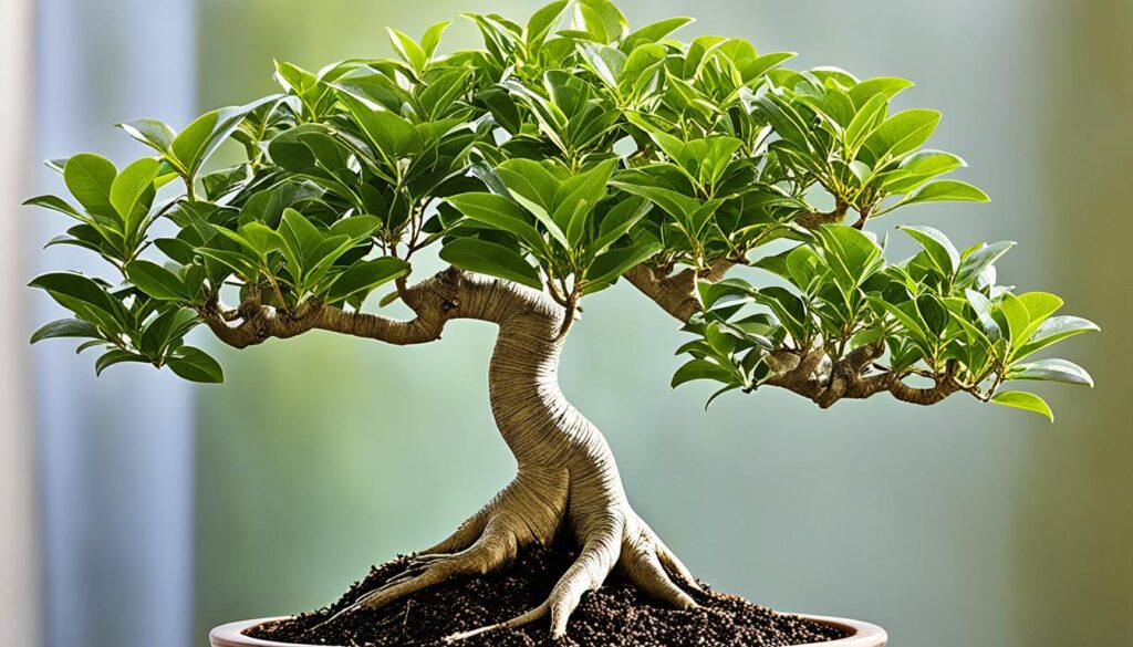 ficus bonsai lighting