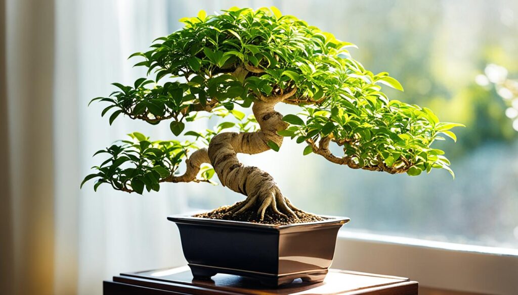 ficus bonsai temperature