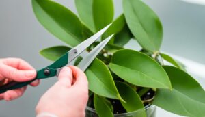 how to propagate rubber plant