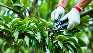 how to prune a rubber tree