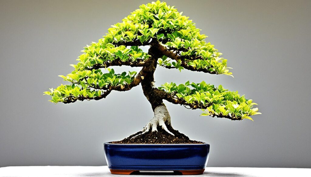 indoor bonsai troubleshooting