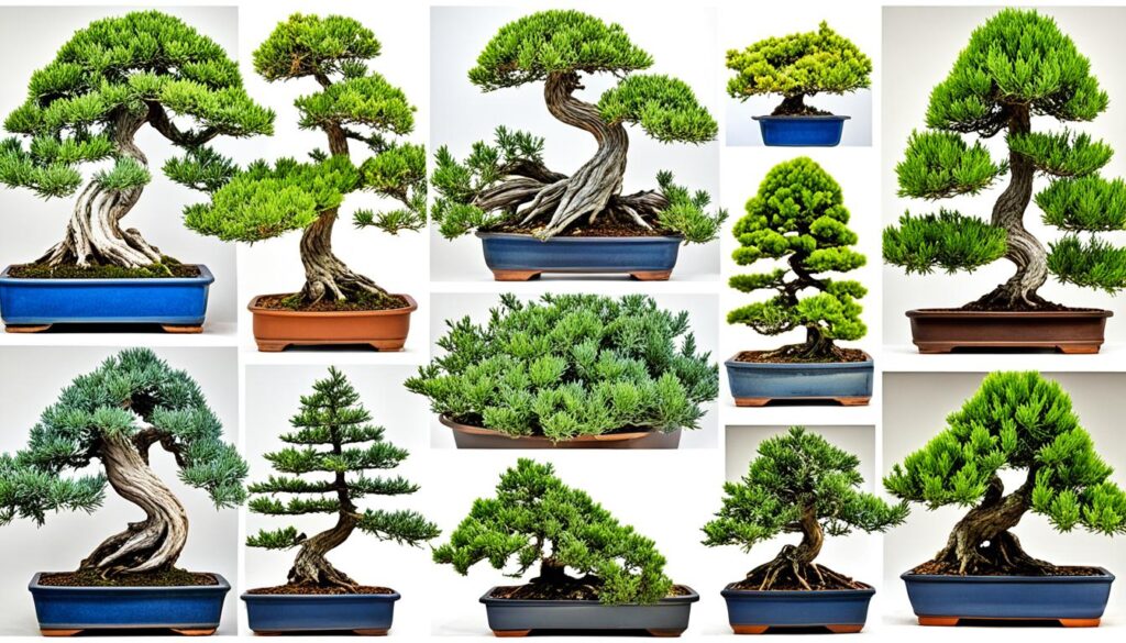 juniper bonsai varieties