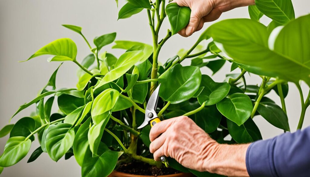 lemon lime philodendron pruning