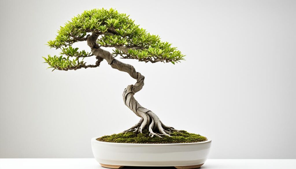 literati bonsai styling