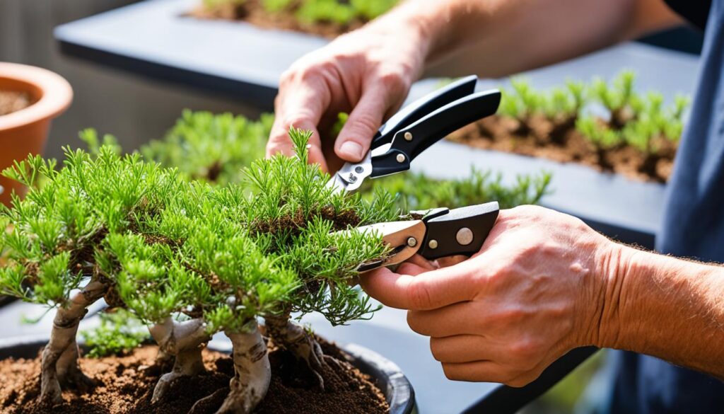 monterey cypress bonsai propagation