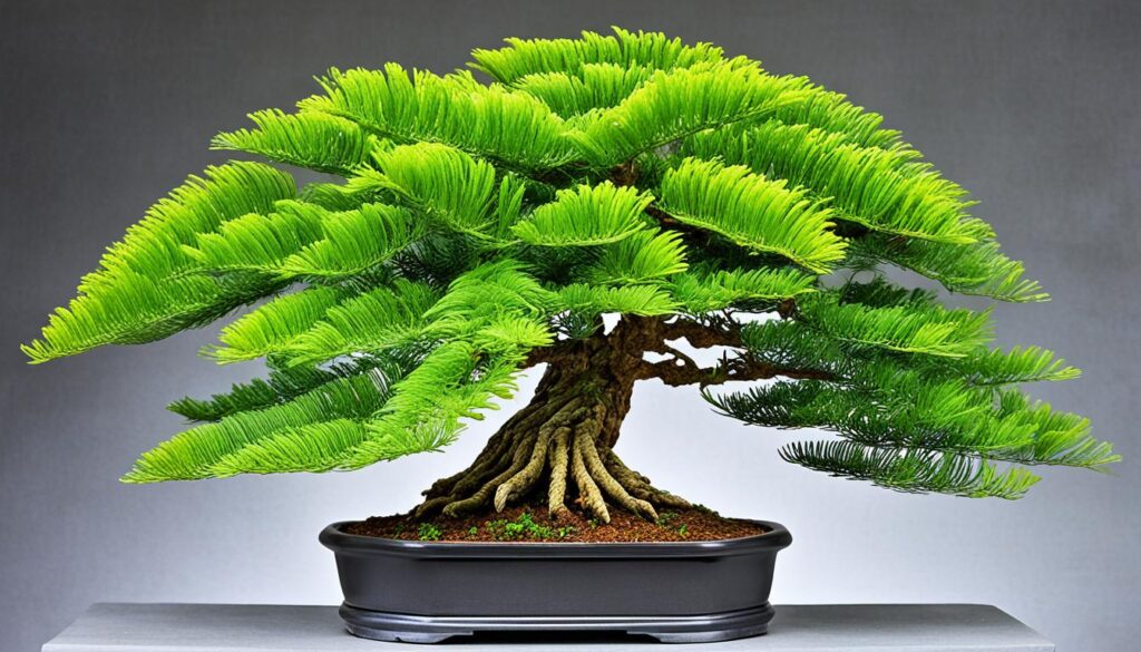 norfolk island pine bonsai