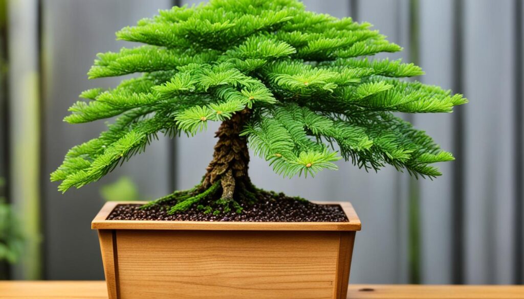 norfolk island pine bonsai