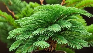 norfolk island pine bonsai