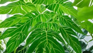 philodendron bipennifolium