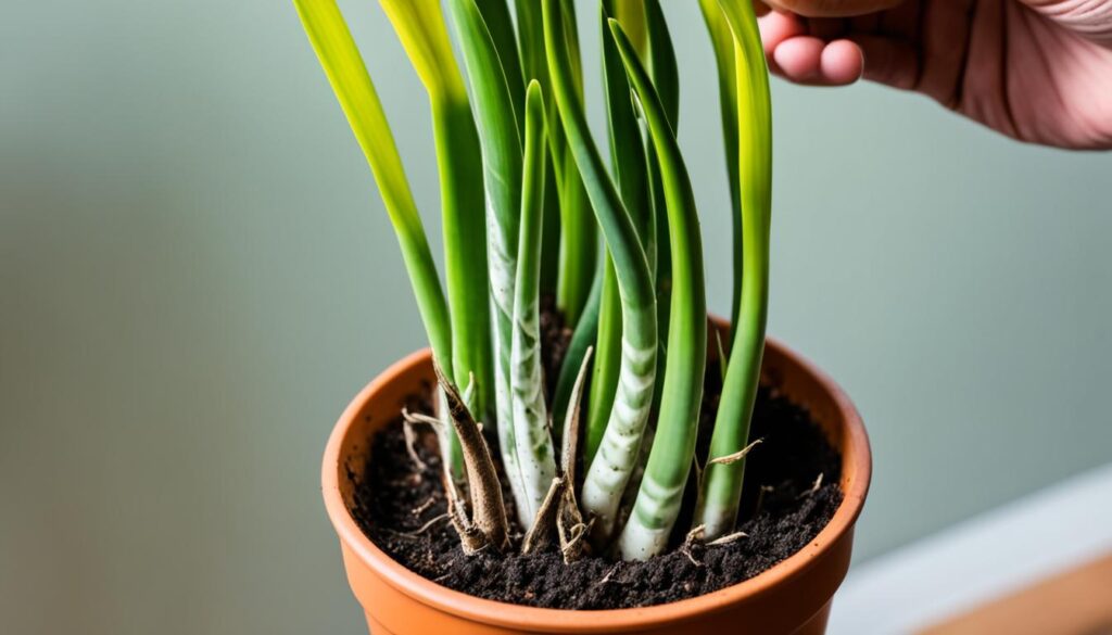 repotting a snake plant