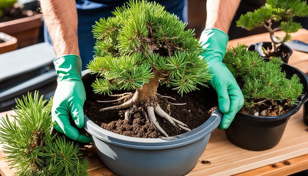 repotting bonsai juniper