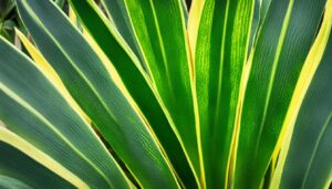 snake plant leaf turning yellow