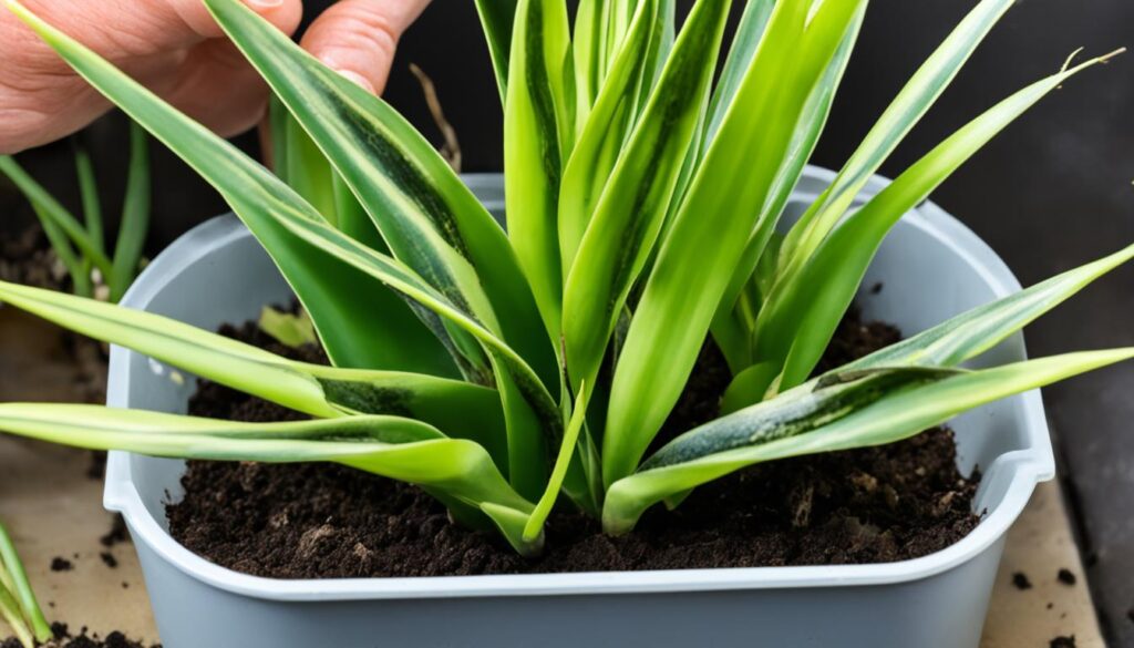 snake plant propagation