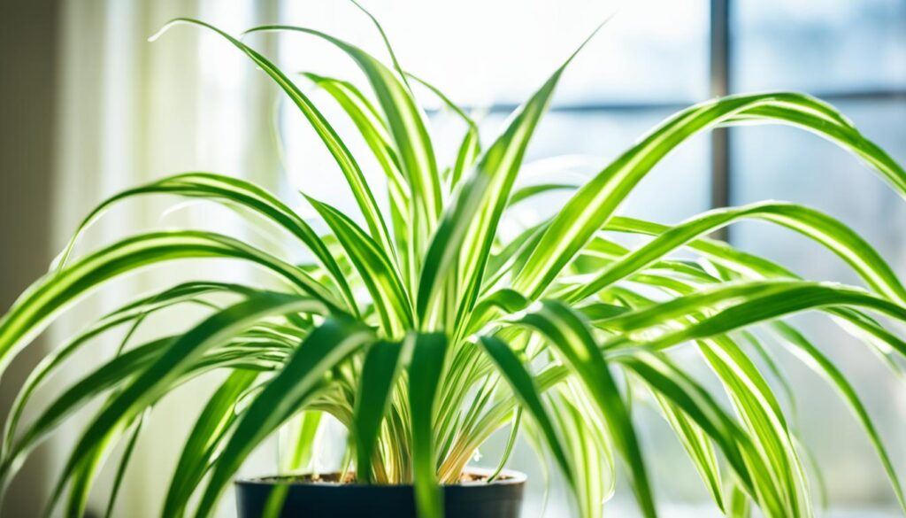 spider plant light