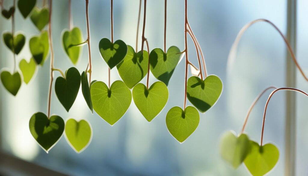 string of hearts care