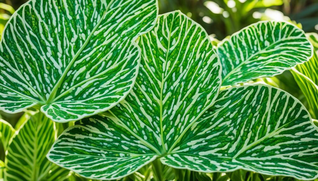 variegated philodendron burle marx