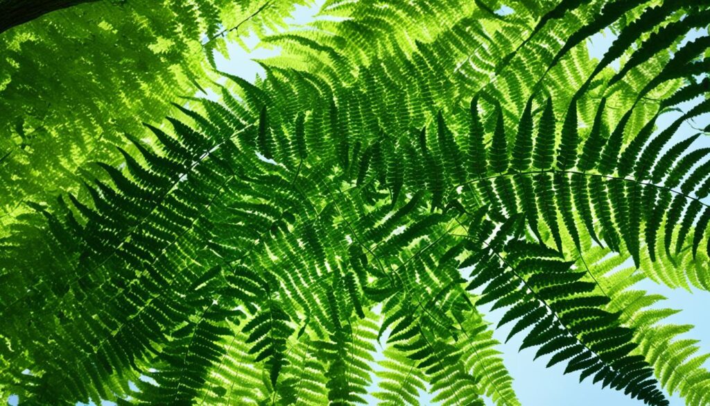 Boston fern partial shade