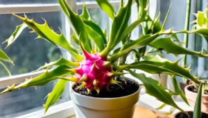 Can dragon fruit plants be grown indoors?