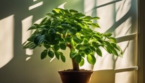 How much sunlight does a money tree need?