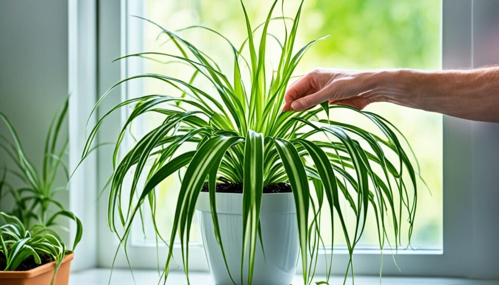 How often do you water spider plants?