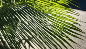 How to care for a majesty palm?