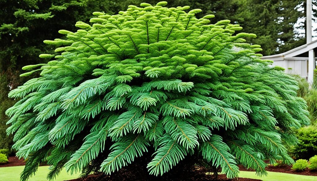 How to grow a full-grown Norfolk Island pine?