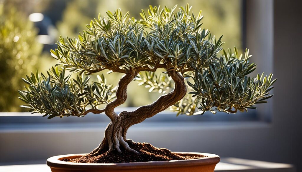 How to grow an olive bonsai?