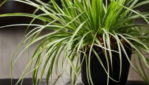 How to plant spider plant babies?