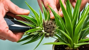 How to propagate Dracaena?