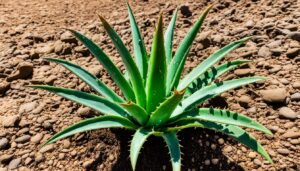 How to water aloe vera?